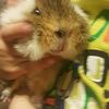 guineapig28