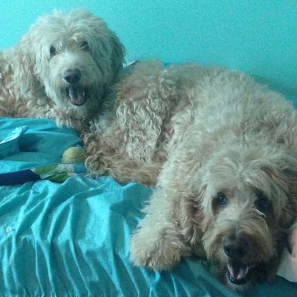 goldendoodles1