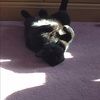 blackcat2424