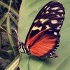 jangoodfinds