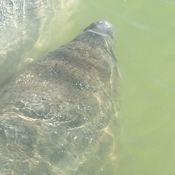 manatee1234