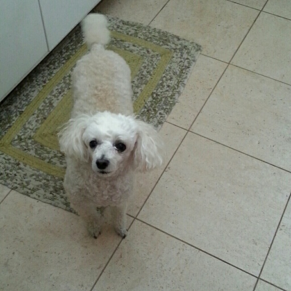 whitepoodle