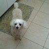 whitepoodle