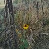 rninidaho