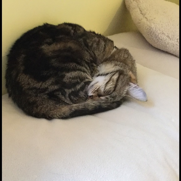 ecats