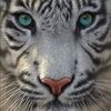 jessie_scott86