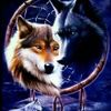 alaskanwolf71