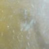 embarton12