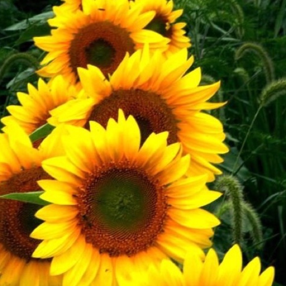 sunflowers90