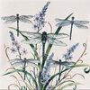 dragonfly102