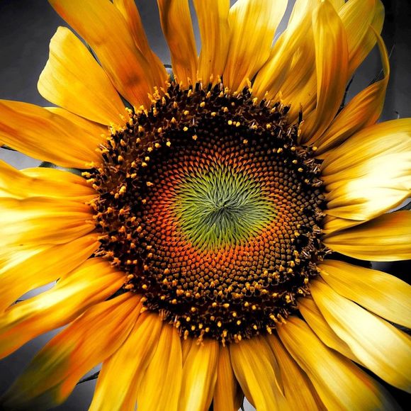 lovesunflowers