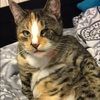 kittenahv1