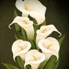 amberj2687