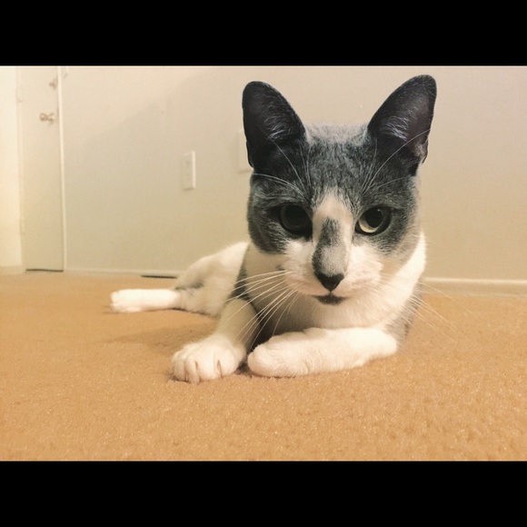 catdvz