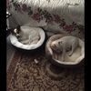 mkitty68
