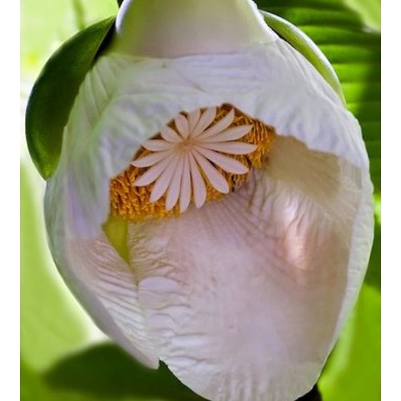 flowerfaerie