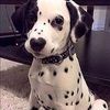 shiloh_1234