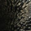 srplescia