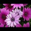 sarahlaugh35