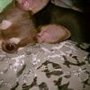 sheaboo_