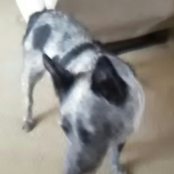 heelersmoke