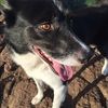 dog9244