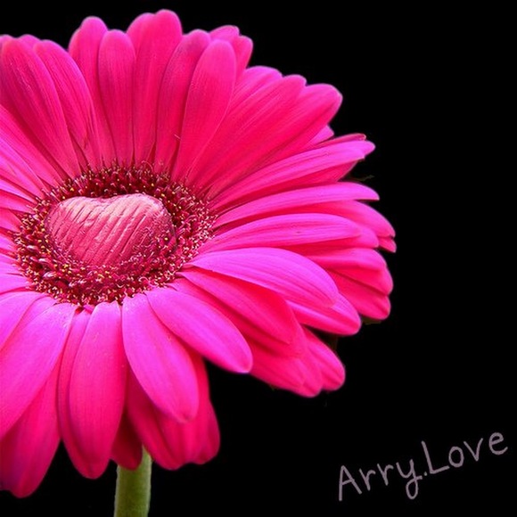 arrylove