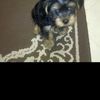 tootie62