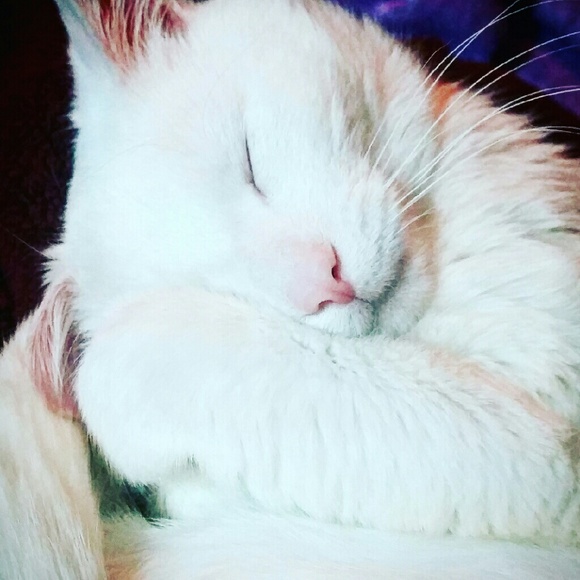 mattsbelle