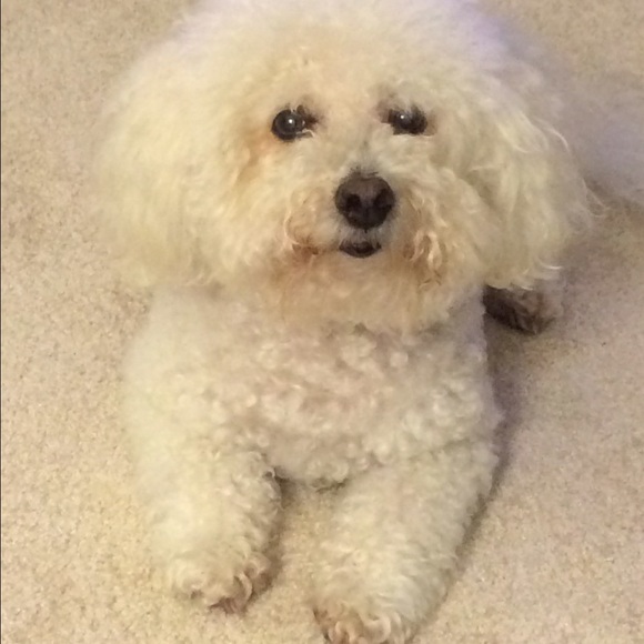 bichon14