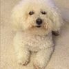 bichon14