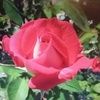 redroses4u