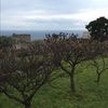 florestribe5