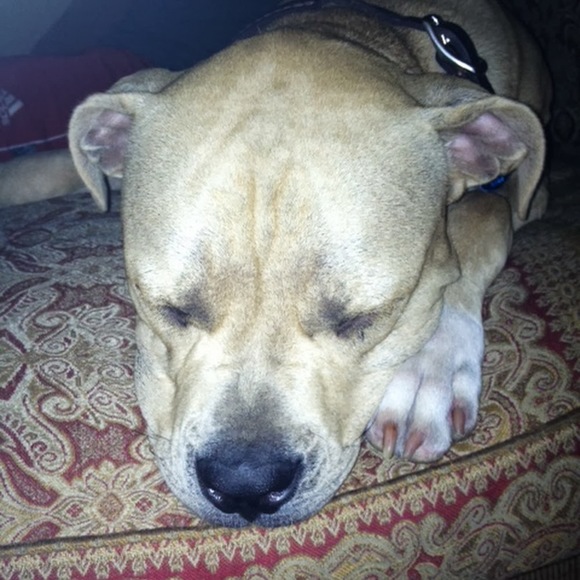 reeseybee