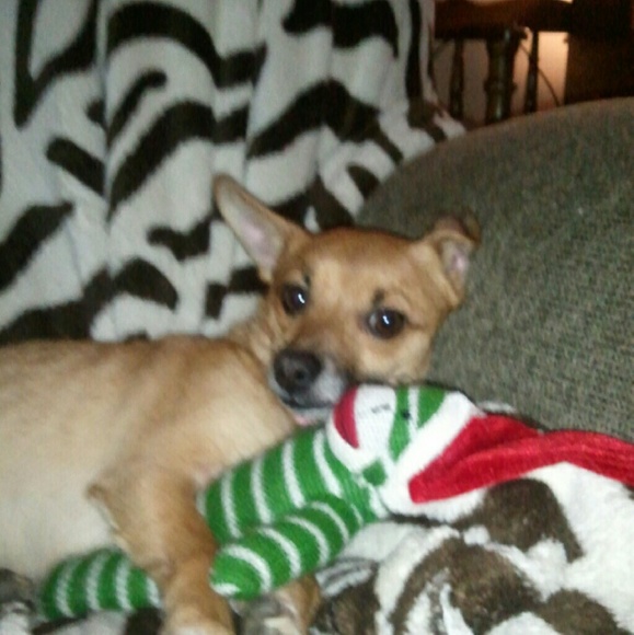 chiweenie3