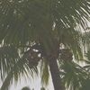 christinesc8