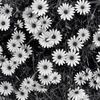 beatriss_430