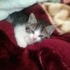 _meowmeow_05