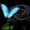 soblessed33