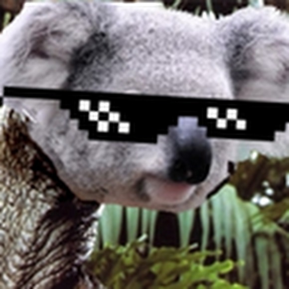 koala_raptor