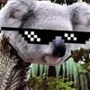 koala_raptor