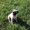 pugmomamber