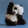 jigglypandabear