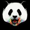 pandadsr50