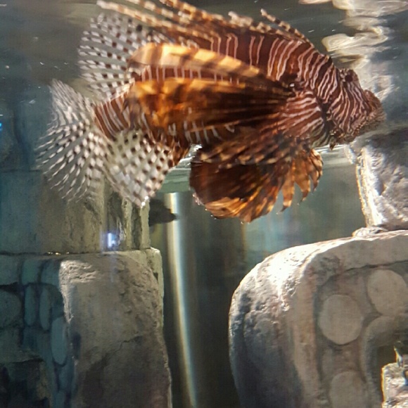 1cb