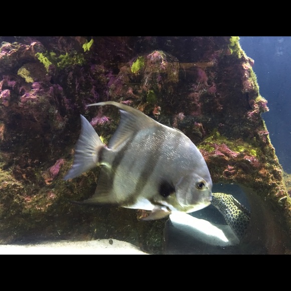 abrero