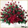 amirany