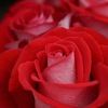 imanixoxolove