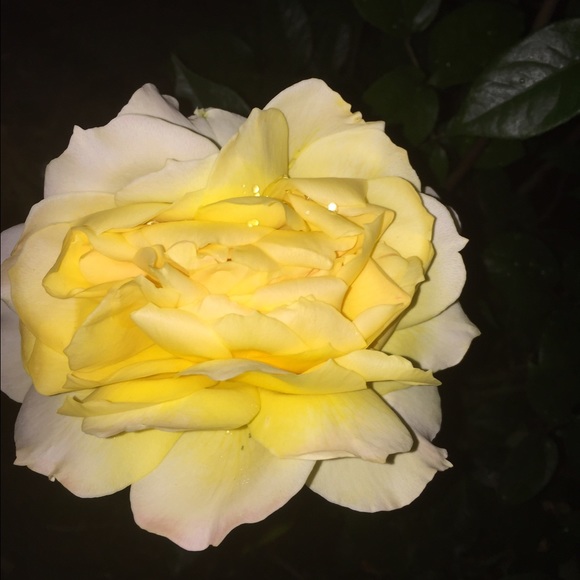 _dani_34