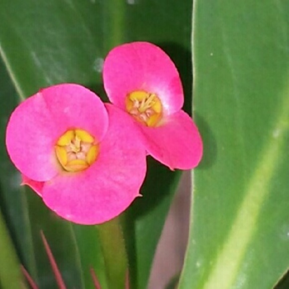cabovee